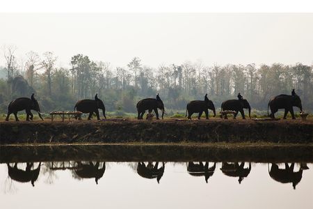 In Asia, the biggest threat to elephant survival isn't ivory poaching but habitat loss. Here, men ride Asian elephants in Thailand.