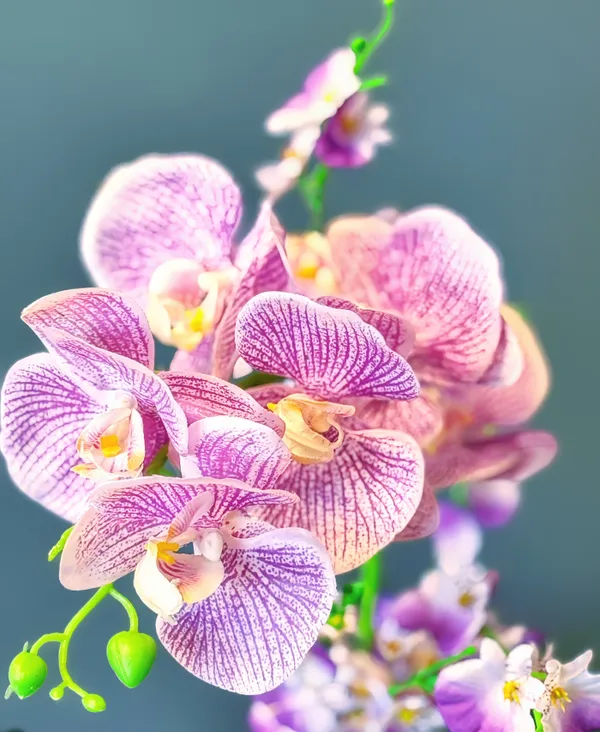 The Delicate Beauty of a Hawaiian Orchid thumbnail