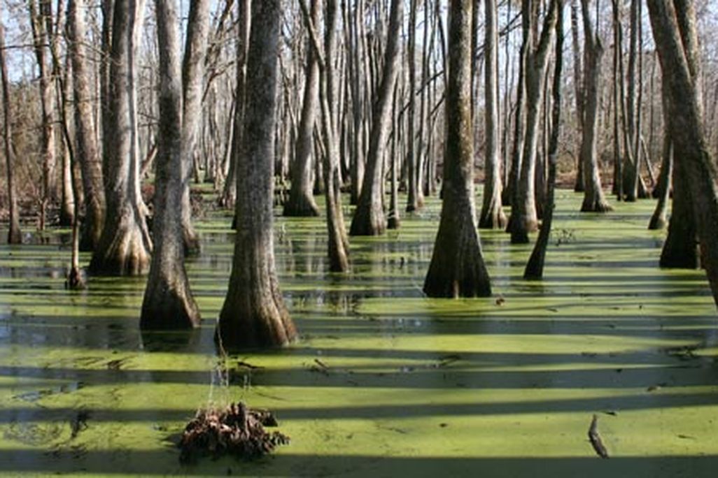 cypress swamps