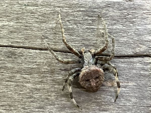 Strange Spider in Overton County, Tennessee thumbnail