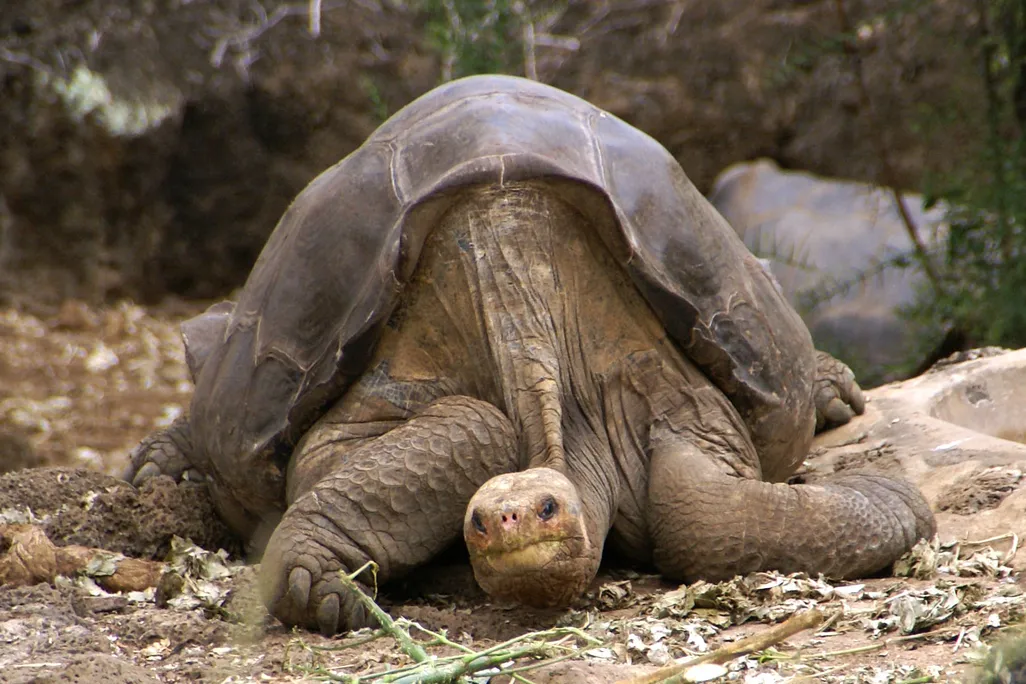 Lonesome George