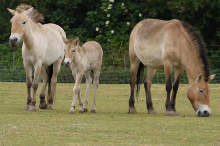 Conservationists report that the Przewalski’s horse is extinct in the wild, and only an estimated 2,000 remain in zoos and reserves.

