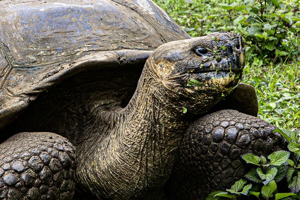 Giant Tortoise at El Chato Tortoise Reserve thumbnail