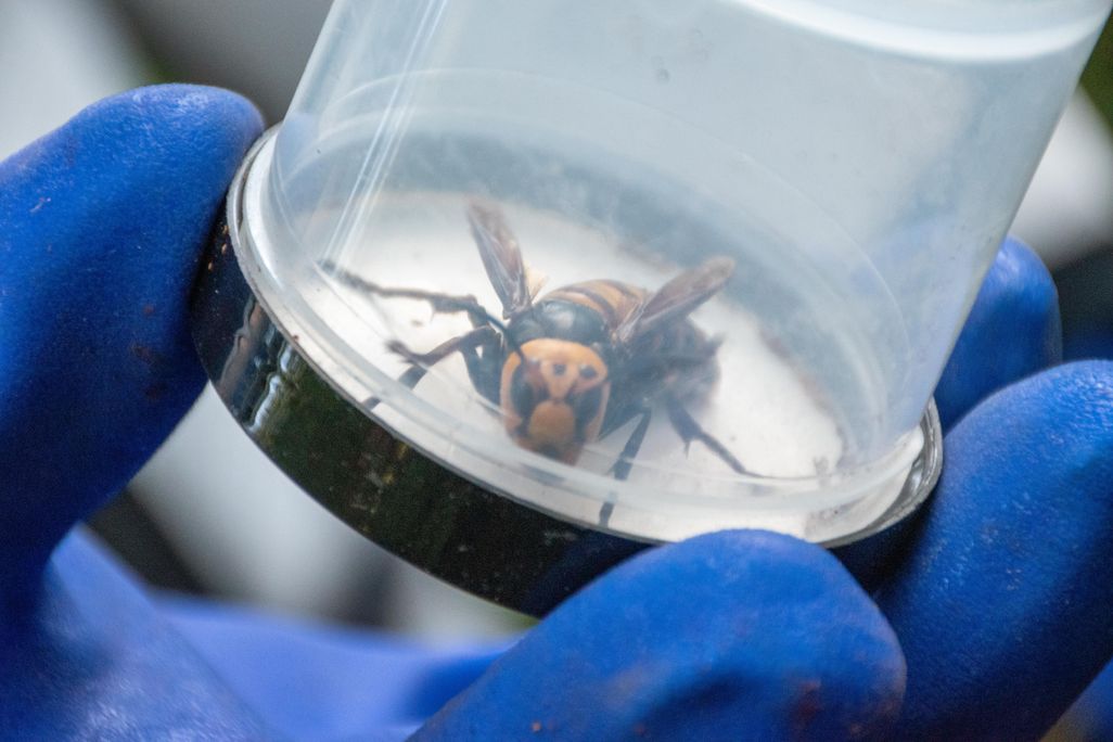 An image of an Asian murder hornet trapped in a plastic jar. The jar is being held by a gloved hand. 