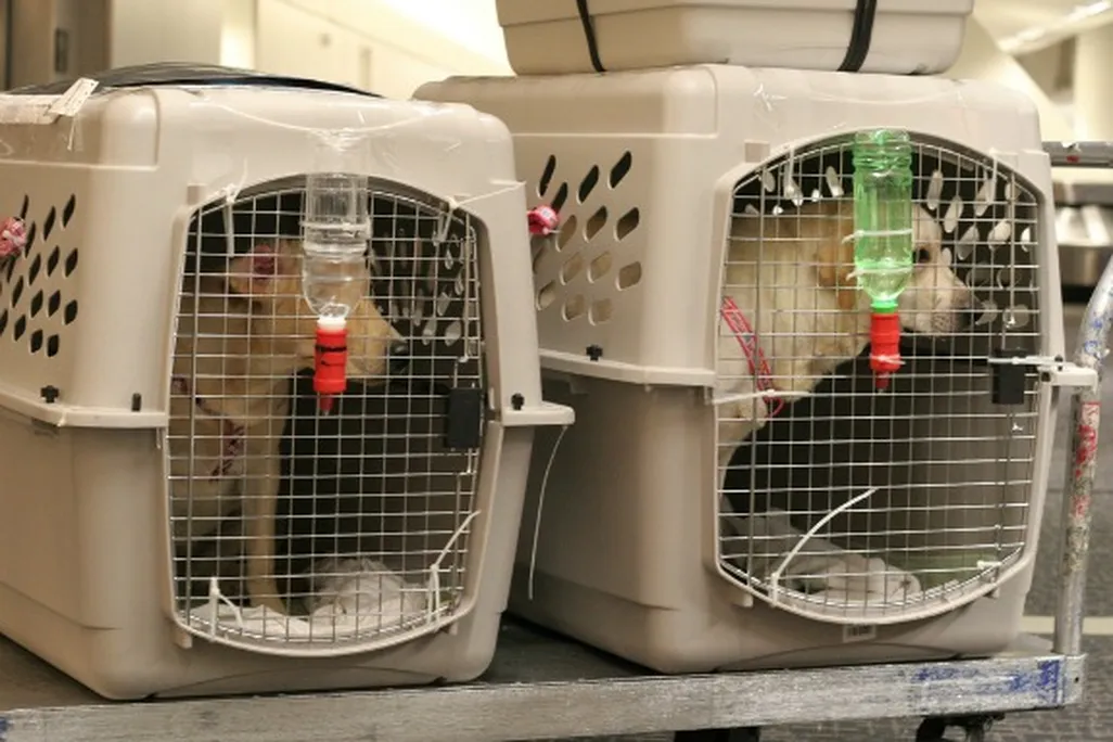 These dogs are crated