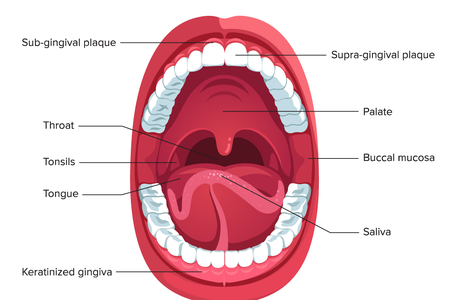 The Human Microbiome Project defined nine sites in the mouth. Each provides a habitat for a distinct set of bacterial communities.