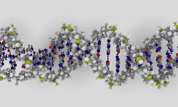 A DNA molecule