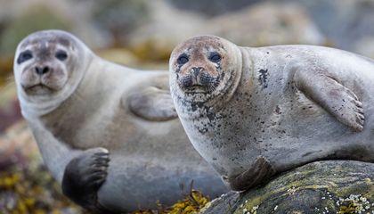 Introducing Facial Recognition Software for Seals