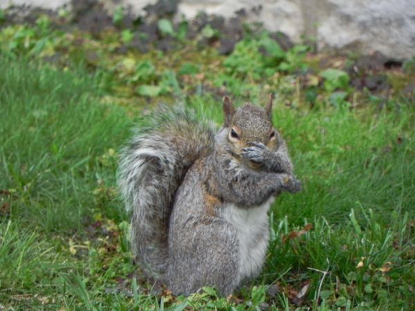 Sniffles the Squirrel thumbnail