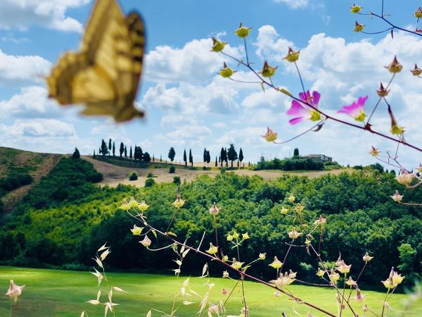 Tuscany´s Poetry: Butterflies, Blossoms, and Cypress Trees thumbnail