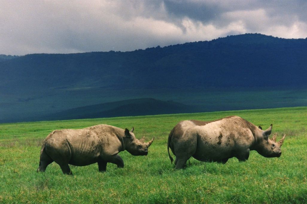 Black_Rhinos_Kenya.jpg
