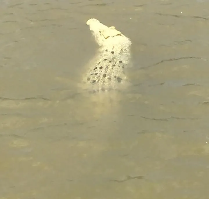 white croc2