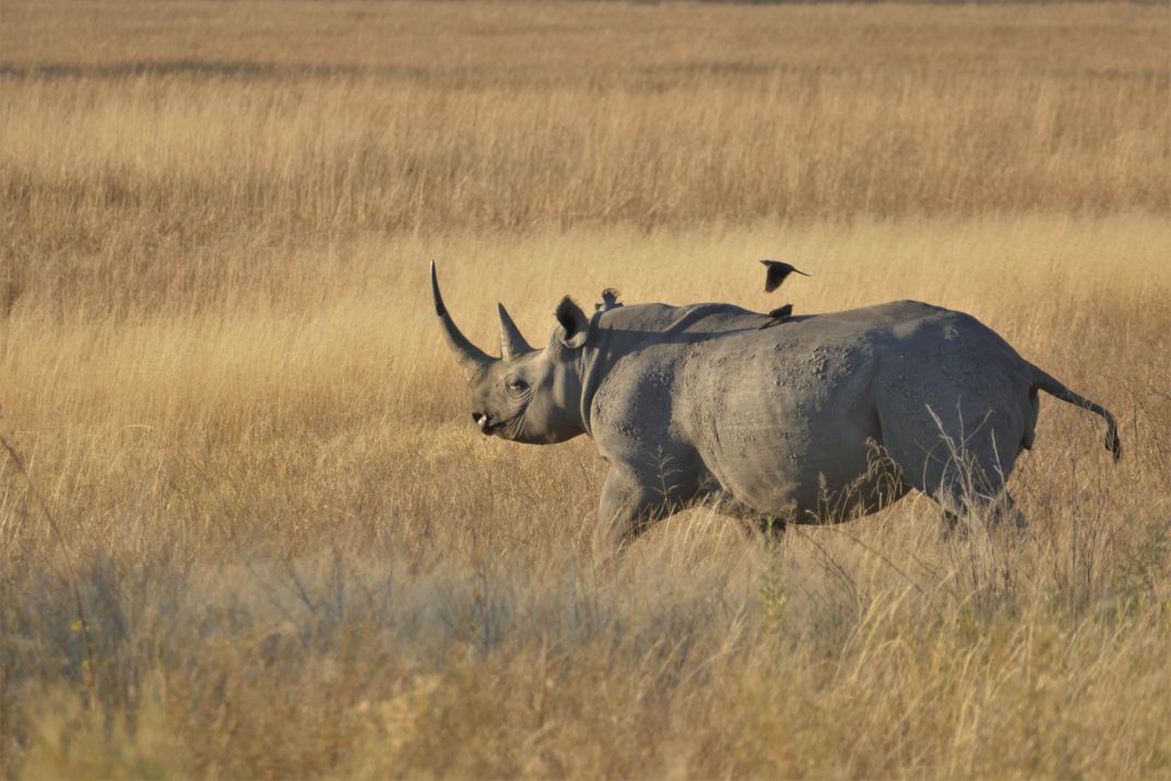 Rhino on the savanna. Credit: Grant Nel