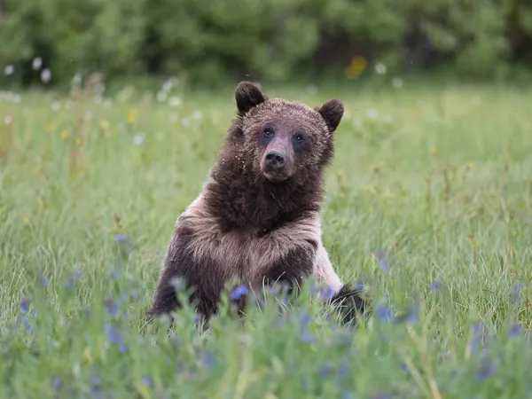 Flower Girl thumbnail