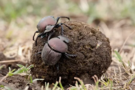 From the same DNA, different genders can boast dramatically different characteristics. Dung beetles are helping scientists understand how.
