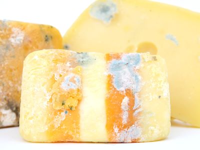 The world's oldest cheese has been found in an ancient Egyptian tomb, but after 3200 years of entombment, it probably looked way worse off than this moldy modern sample.