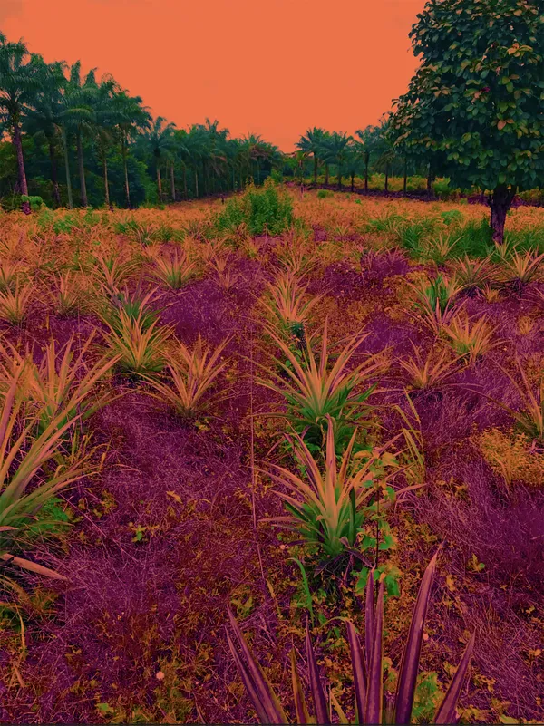 Pineapple Field in Calabar thumbnail