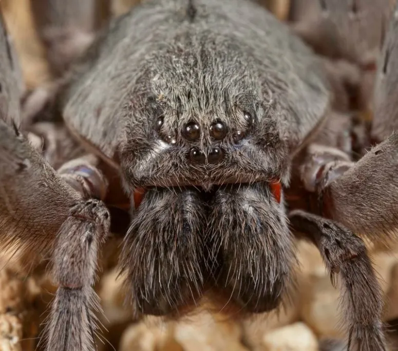Califorctenus cacachilensis