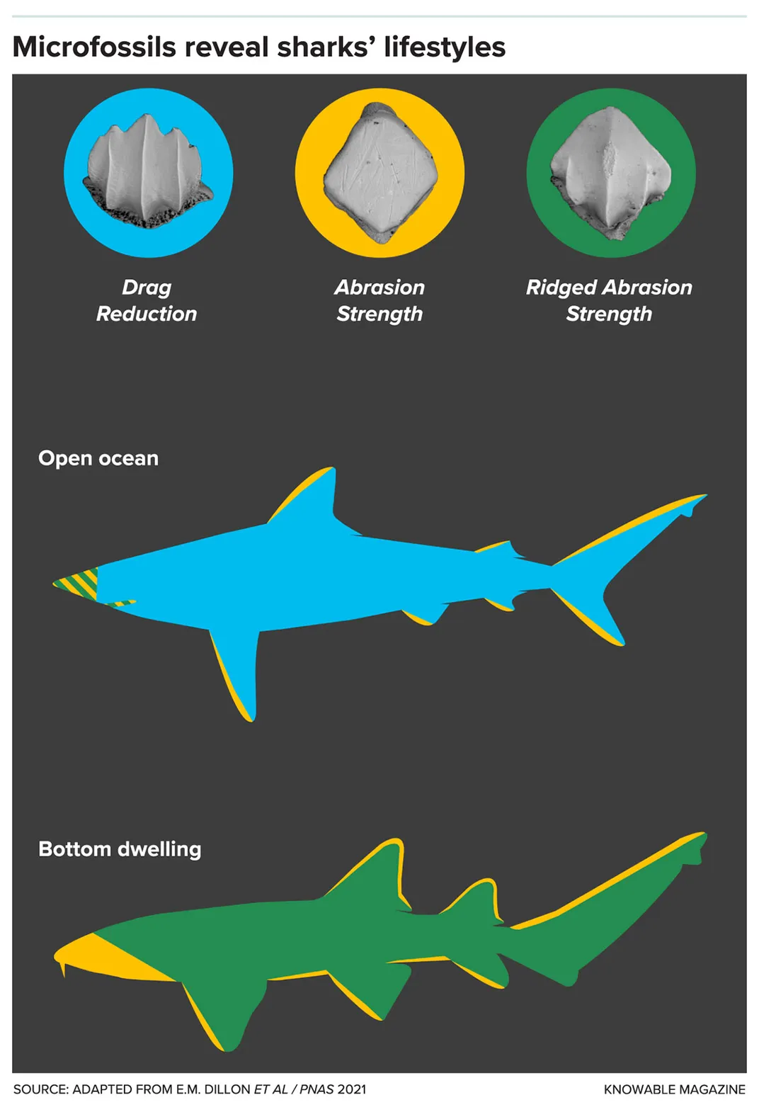 Shark Microfossil Graphic