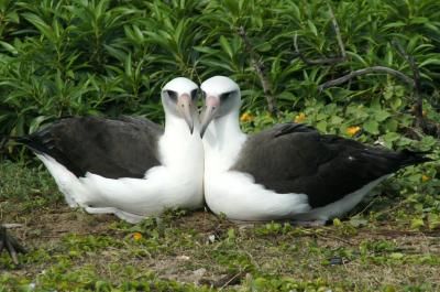 Picture of the Week—Laysan Albatross Pair | Science| Smithsonian Magazine