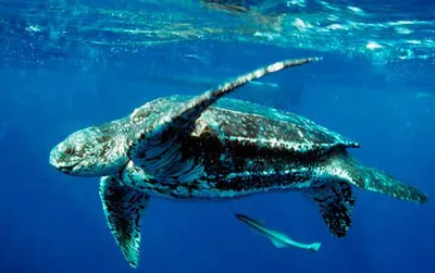 A leatherback turtle is just one of many predators in the ocean