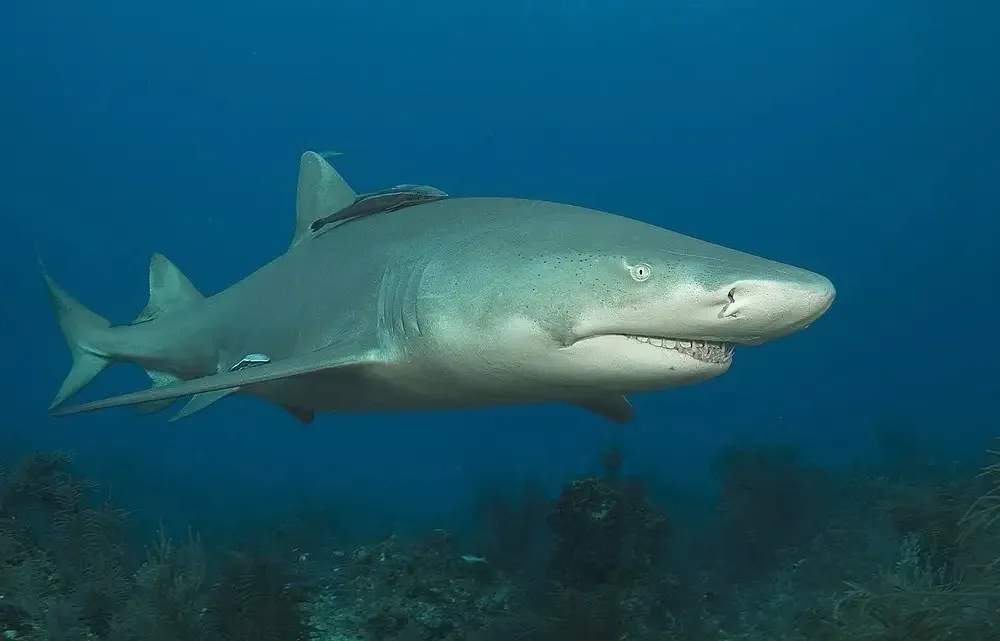 A lemon shark