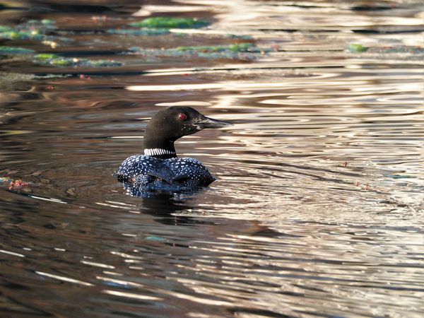 Early spring Common Loon thumbnail