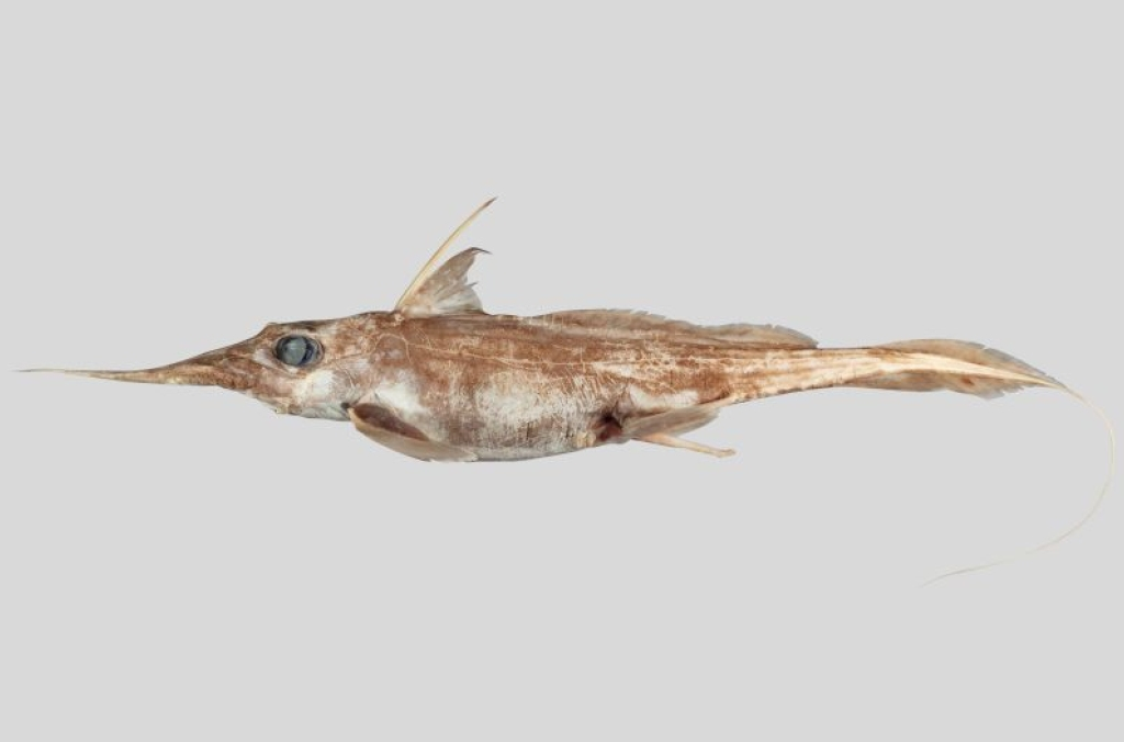 Brown and white fish against a white background