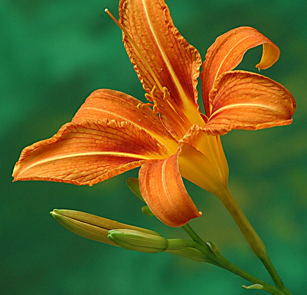 Caption Tiger Lily In the spring or early summer each year, the