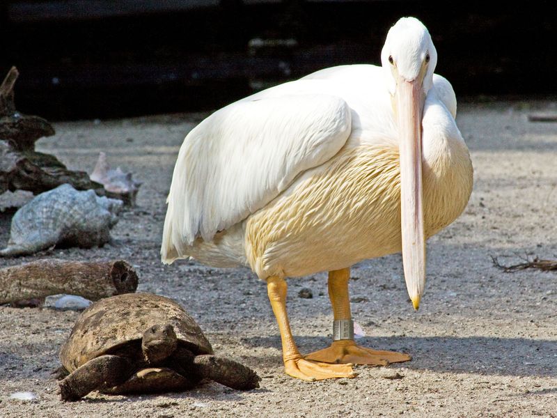 Bird & turtle race | Smithsonian Photo Contest | Smithsonian Magazine