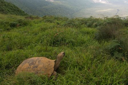 A captive breeding program has seen the return of Gal&aacute;pagos giant tortoises to Espa&ntilde;ola in the Gal&aacute;pagos Islands. As the tortoise population rebounds, the island ecosystem is in the process of transforming.