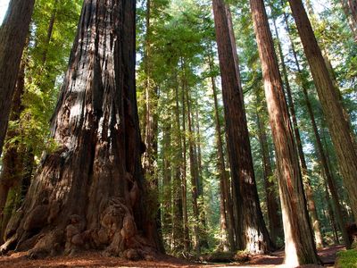 California redwoods can live for more than a thousand years.