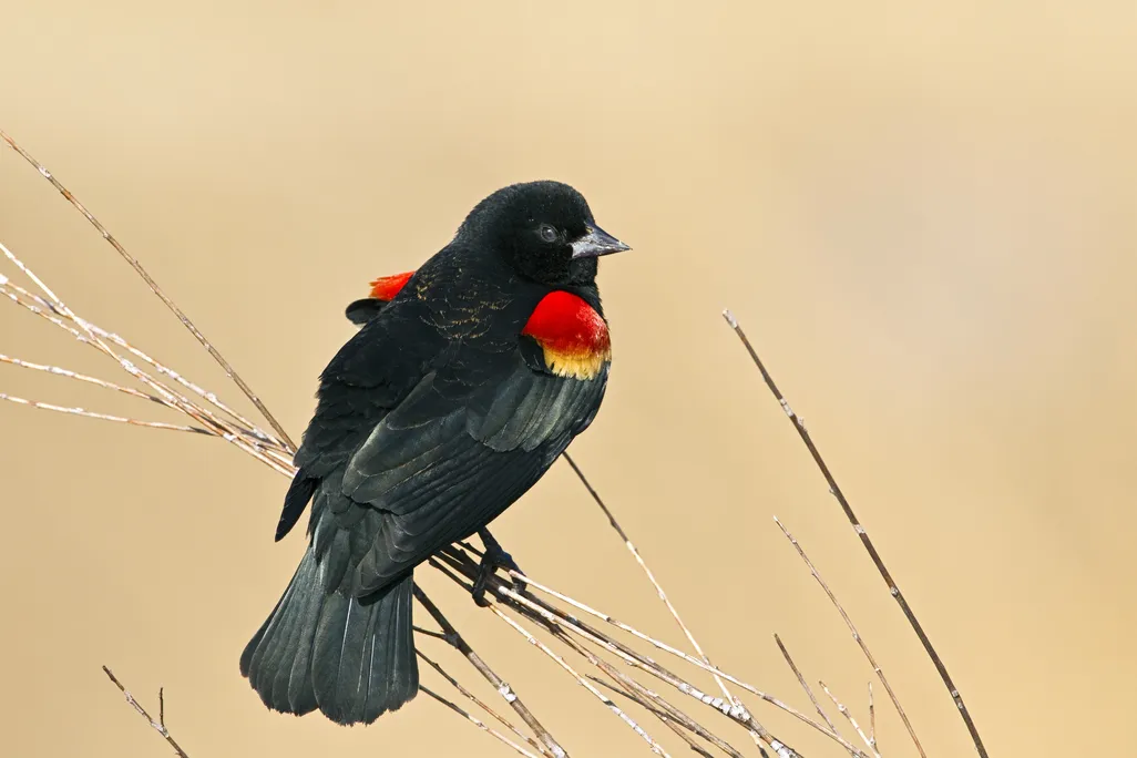blackbird.jpg