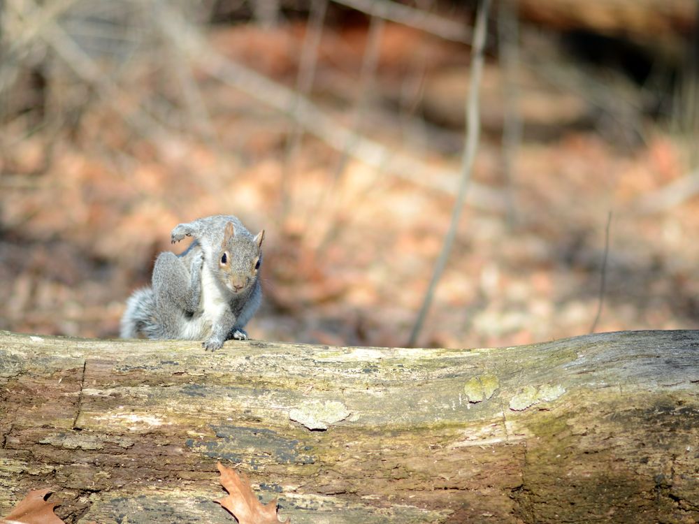 A squirrel scratches in Central Park