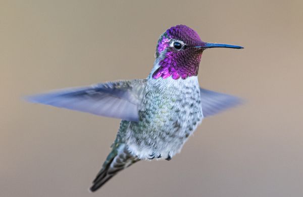 Purple Hummingbird thumbnail