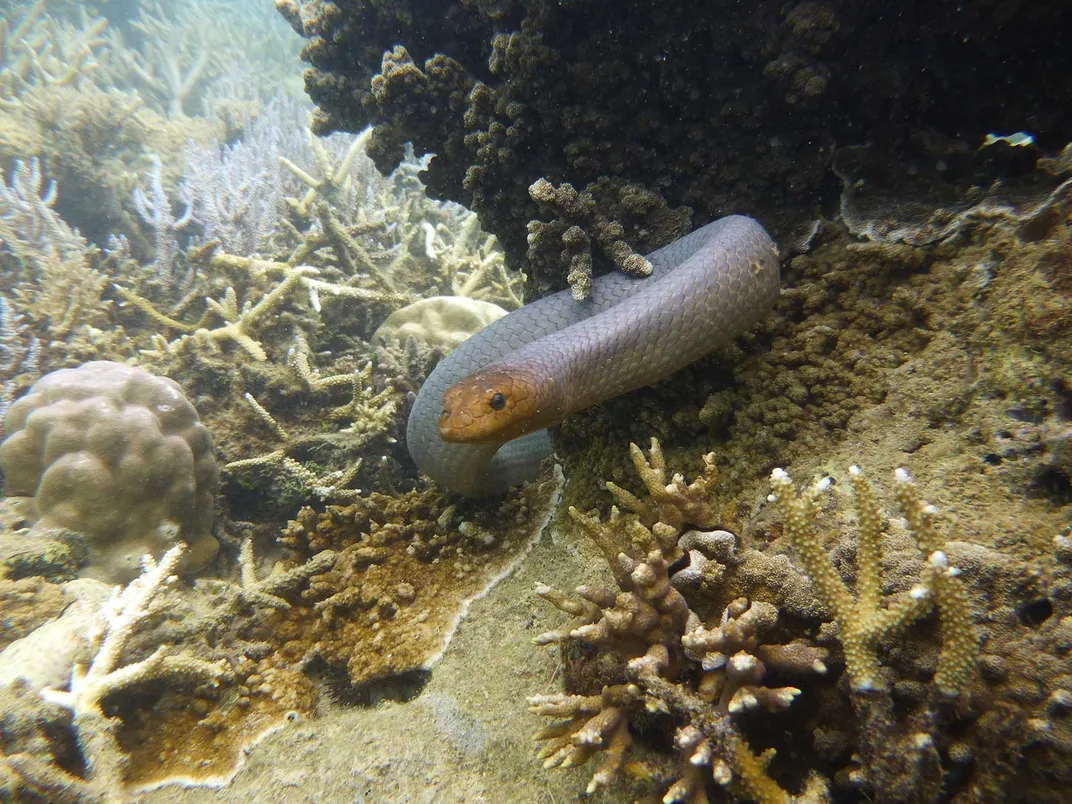 Sea Snake In Reef