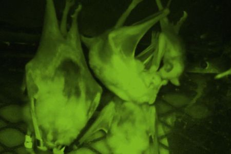 Foster mother, BD, feeds her adopted vampire bat pup in a captive bat colony at the Smithsonian Tropical Research Institute in Gamboa, Panama.