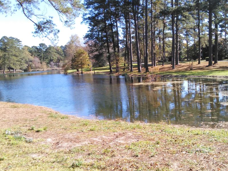 Pines by the pond | Smithsonian Photo Contest | Smithsonian Magazine