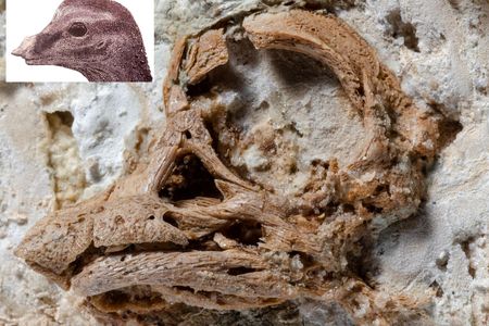 This embryonic sauropod perished after about four-fifths of its development in an egg.