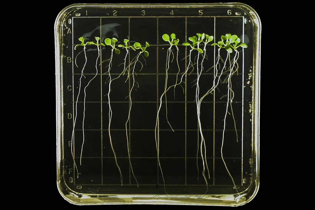 Thale Cress