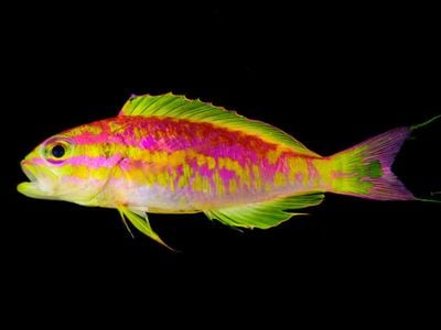 The dazzling pink and yellow fish is the only member of its genus known to reside in the Atlantic rather than the Pacific
