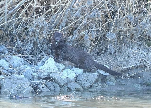 Wet mink on the rocky marsh shore with vegetation behind it with coloring altered in photo.