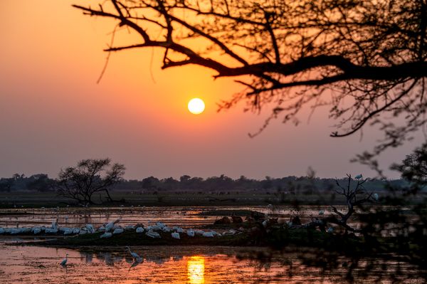 Bharatpur Sunset and roosting birds thumbnail