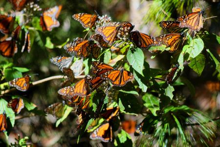 Some eastern monarch butterflies travel about 3,000 miles to reach their overwintering sites in Mexico.