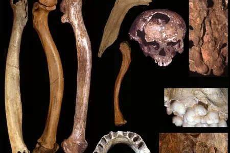 Abnormalities identified included misshapen skulls and jaws, bowed femur and arm bones