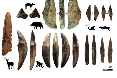 This diagram shows the different kinds of animal bones used to make the 48,000-year-old tools.