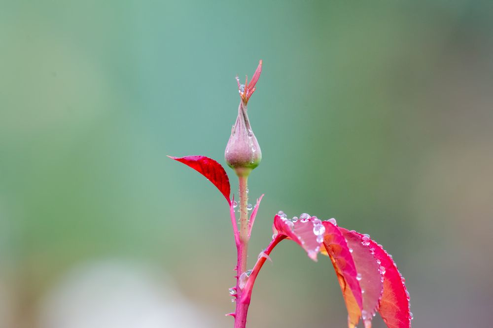 While walking through the serene paths of Descanso Gardens, I came across a small garden where a single, unbloomed flower stood alone. Its quiet presence drew me in—twisted at the top, gently cradling a droplet of water. There was something powerful in its solitude. A quiet beauty. A sense of becoming. Peaceful, yet commanding.