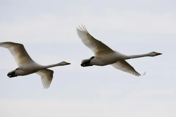 Flying High thumbnail