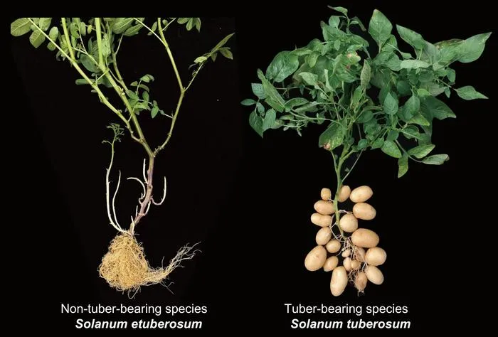 a figure showing tuber and non-tuber bearing species of potatoes