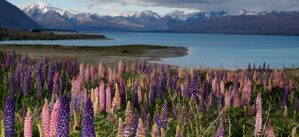 New Zealand North and South: A Tailor-Made Journey New Zealand’s South Island is graced with glaciers and rainforests, spectacular coasts and snow-capped peaks.